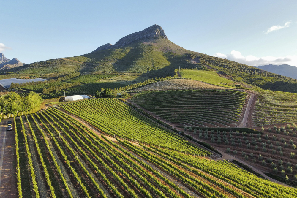 Degustação de vinhos na África do Sul: 5 melhores destinos