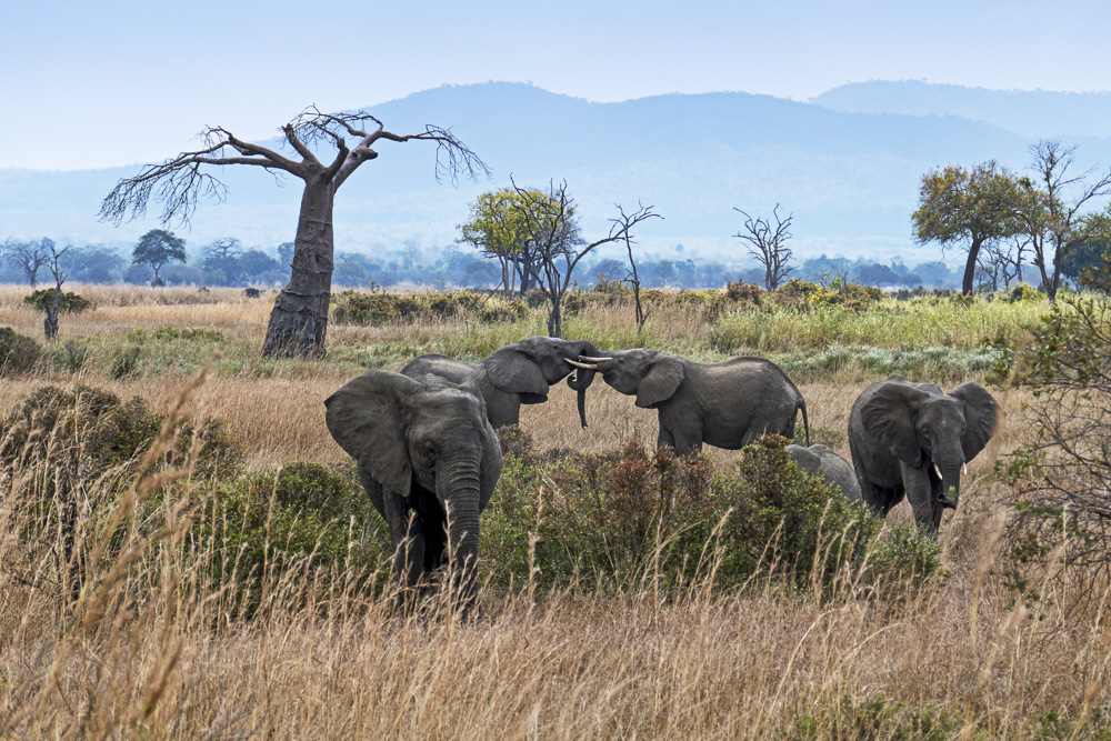 Mikumi National Park 