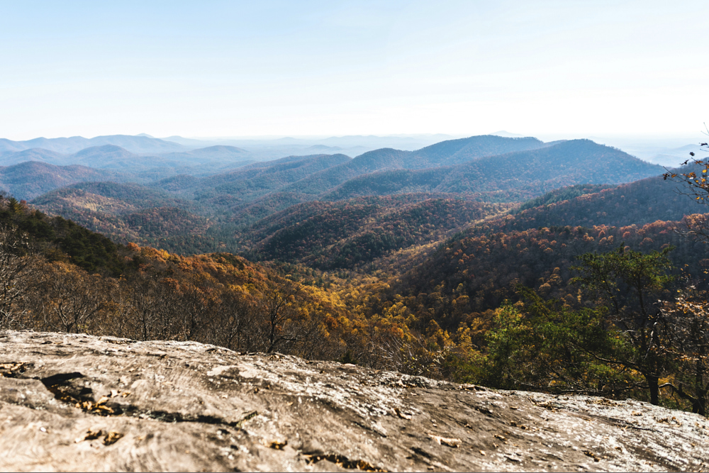 Who Owns Mountain Nature & Wild Bird Supply Clayton Georgia: Revealed!
