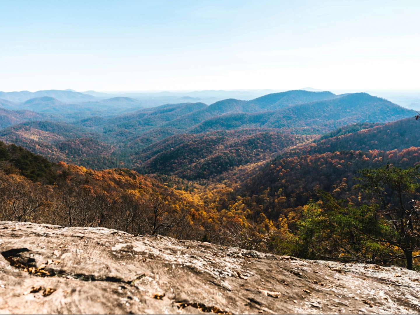 Who Owns Mountain Nature & Wild Bird Supply Clayton Georgia: Revealed!