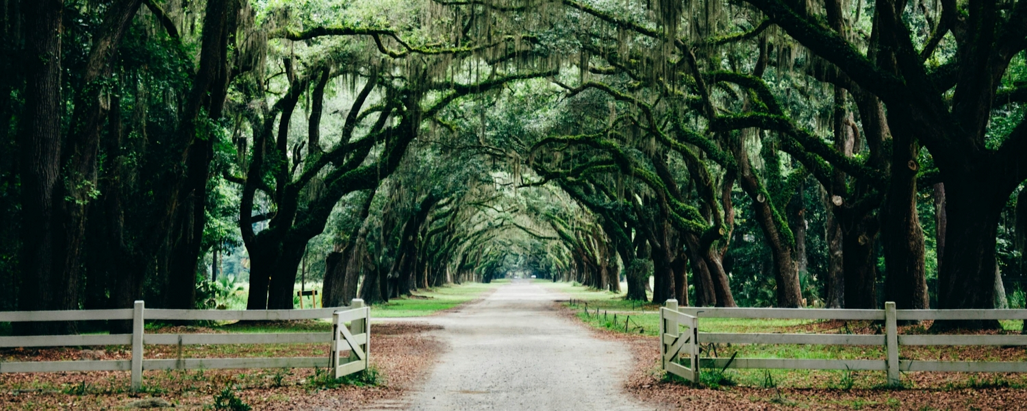 Savannah im Sommer: So holen Sie das Beste aus Ihrem Besuch heraus