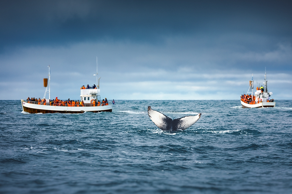 Fun things to do in Reykjavik: 14 unique things to do