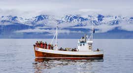 La guía definitiva para avistar ballenas en Islandia