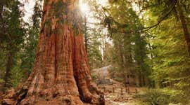 游览塞科亚与国王峡谷国家公园的最佳时间