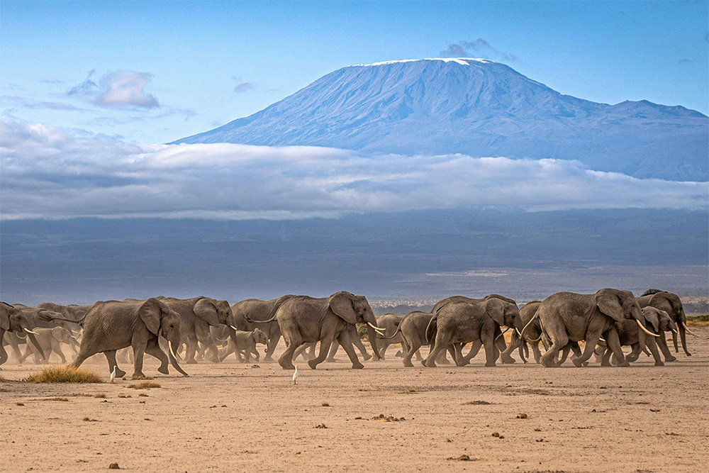 野生生物保護の彫刻コレクション 6点セットお彫刻コレクション
