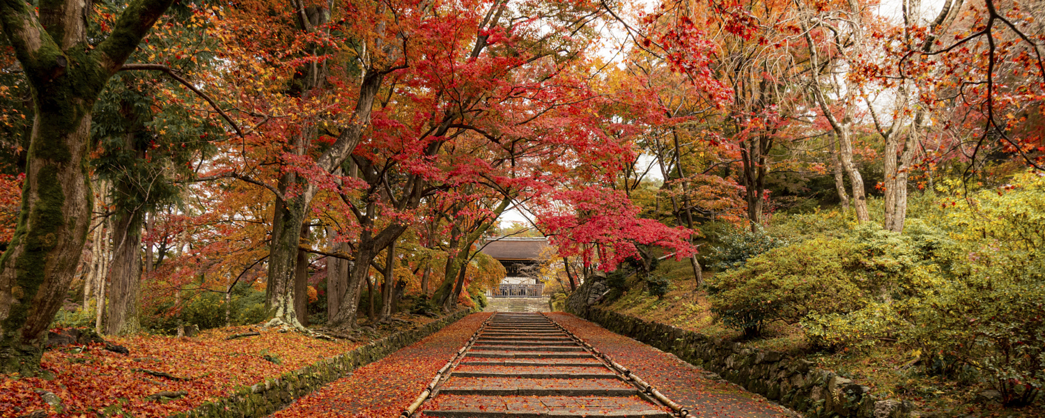 Best Time To Visit Japan: A Month-By-Month Guide