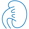 Icon of a kidney