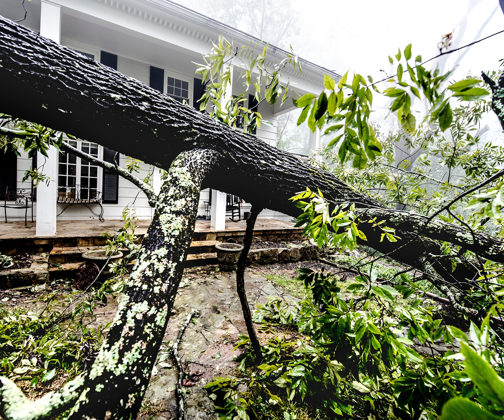 Fallen tree in front of home