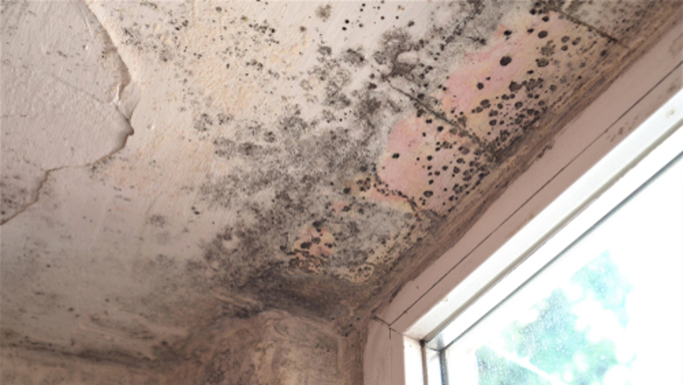 Mold in any form can cause health issues and be difficult to remove, but how fast does it grow