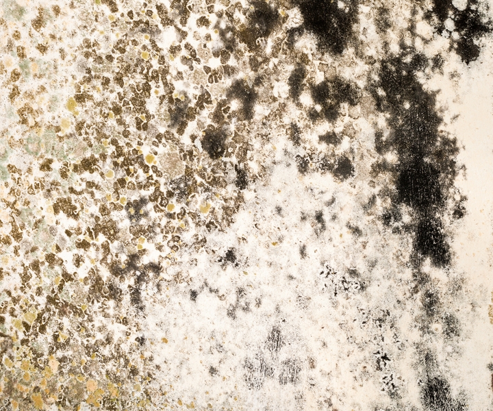 How To Properly Identify Black Mold - SanAir Technologies Laboratory, Inc.