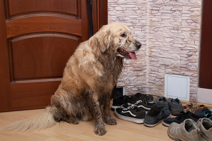 Orlando residential odor cleaning services