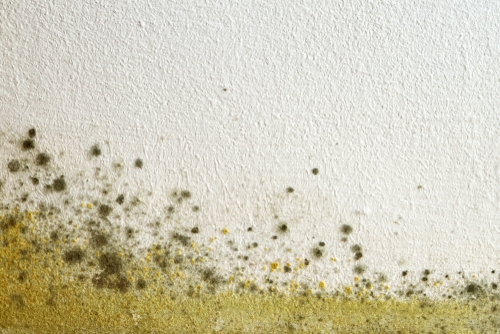 7 Concerning Facts About Mold That Homeowners NEED To Know