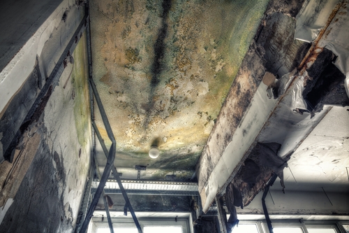 Mold remediation mold abatement mold restoration services for