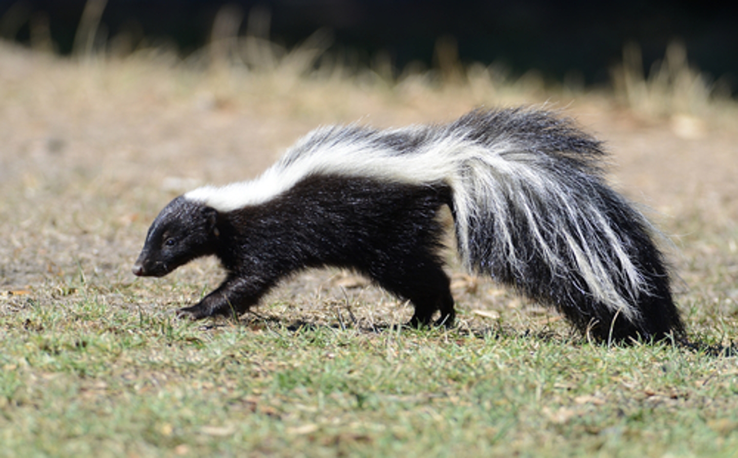 Striped skunk  Smithsonian's National Zoo and Conservation