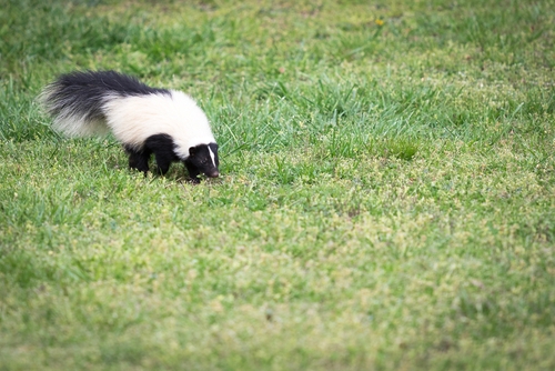 Striped skunk  Smithsonian's National Zoo and Conservation