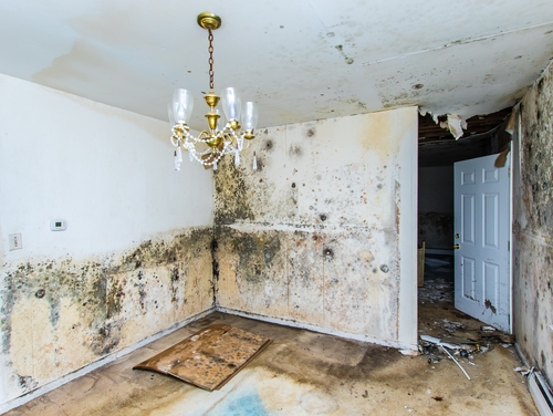 Mold in any form can cause health issues and be difficult to remove, but  how fast does it grow?