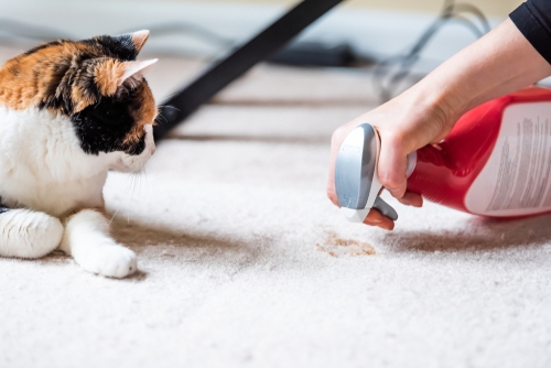 Getting pet smells out of outlet carpet