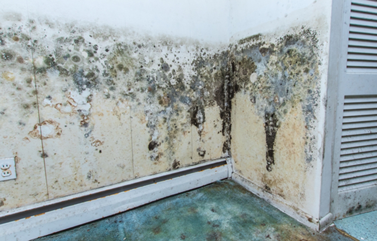 What is Mold?