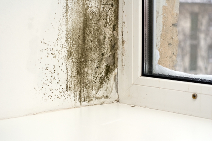 Trust SERVPRO for mold damage restoration near you 24/7 weekends and holidays. We also provide mold remediation near me.