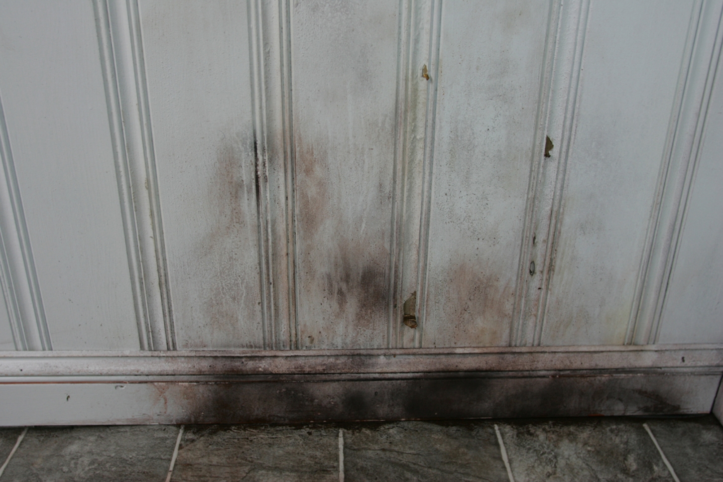 Mold damage on wall