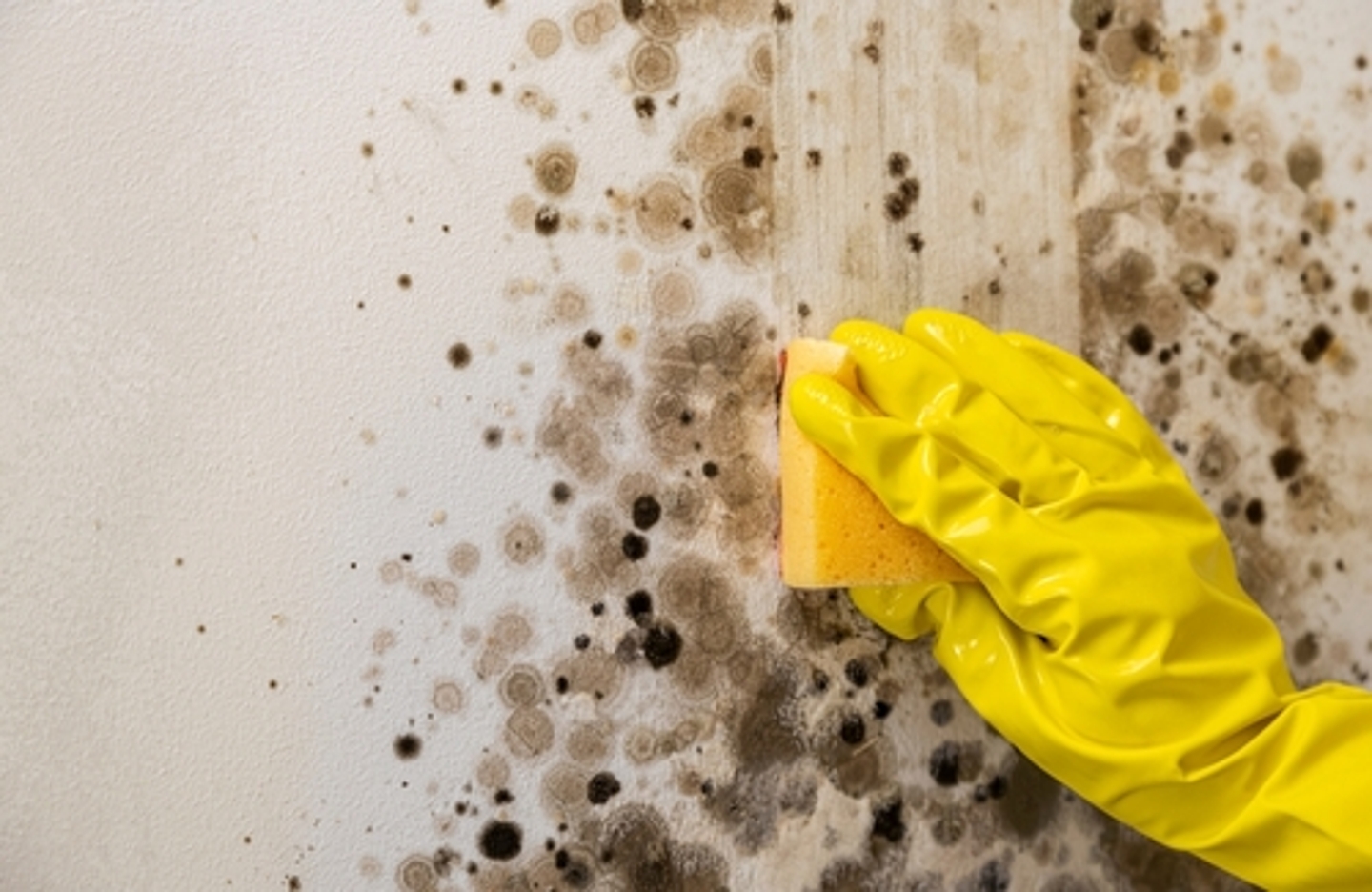 Yellow gloved hand wiping down wall covered in mold