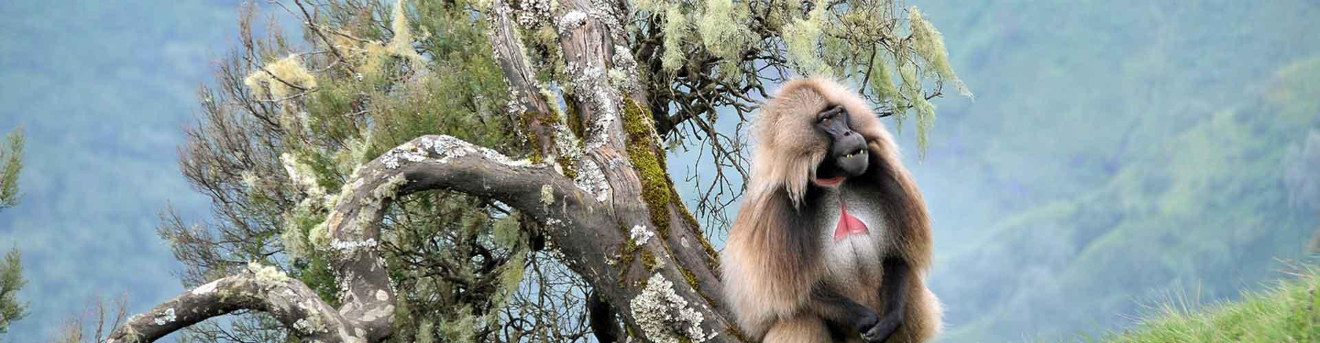 Best Ethiopia Tours & Holidays 2023/2024 | Intrepid Travel AU