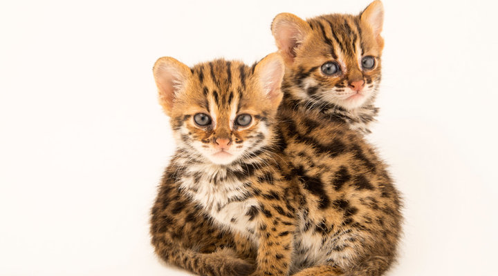 Joel-Sartore-photo-ark-Asian-leopard-cats-ACCB-Cambodia.low.jpg