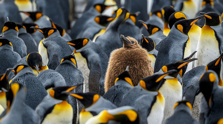 Tom-Bol-Antarctica-chick-among-adult-penguins.jpg