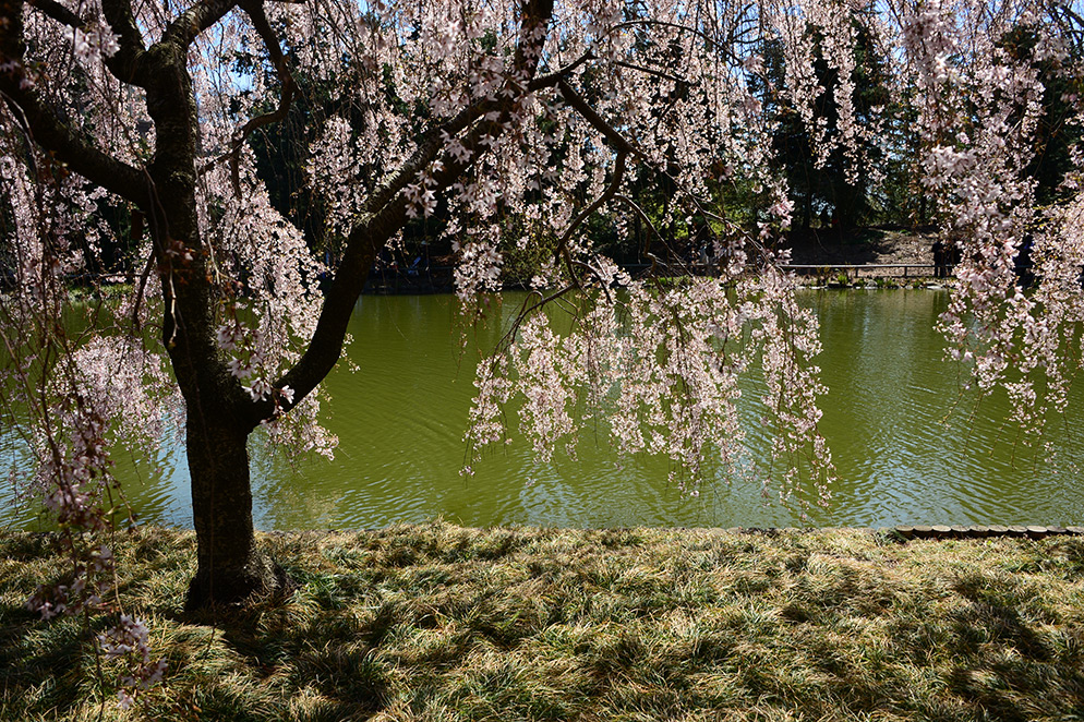 Diane-Berkenfeld-Cherry-Blossoms-framing-water.jpg