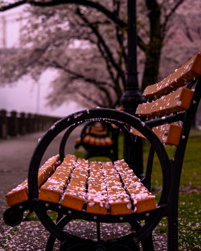 Manny-Khan-bench-bench-cherry-blossom-petals.jpg