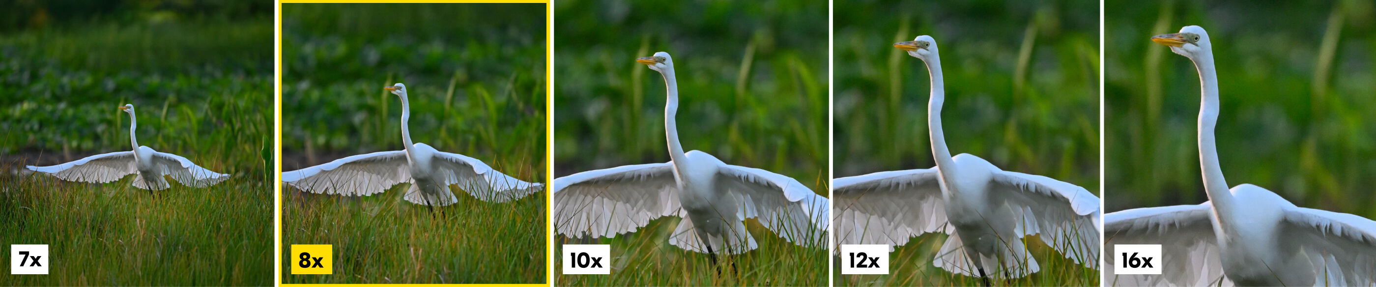 action-magnification-8x.jpg
