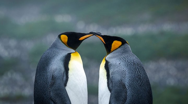 Taylor-Gray-pair-of-penguins-A-Quick-Peck.low.jpg