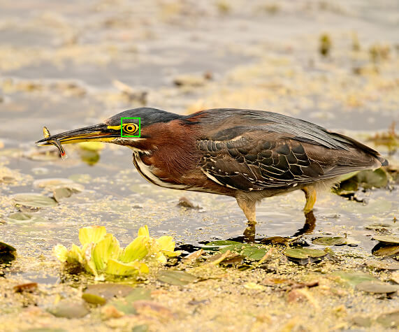 A green heron stands in shallow water with a small fish in its beak.