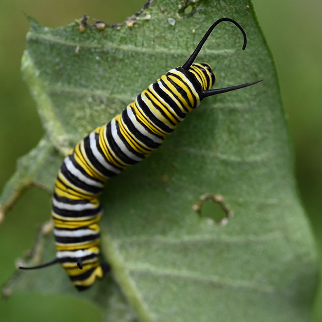 Diane Berkenfeld photo of a caterpillar