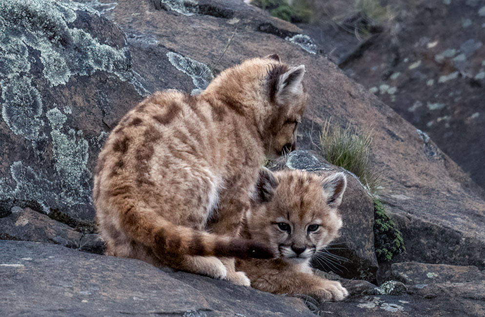 Jenny-Wong-100-400mm-lens-puma-kittens-rep.jpg