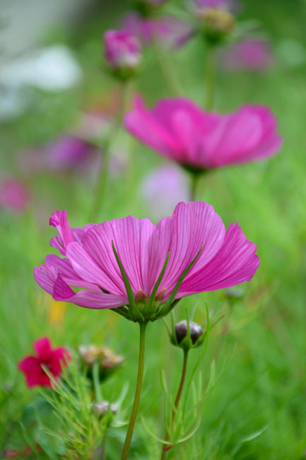 A row of bright pink flowers with the foreground in focus