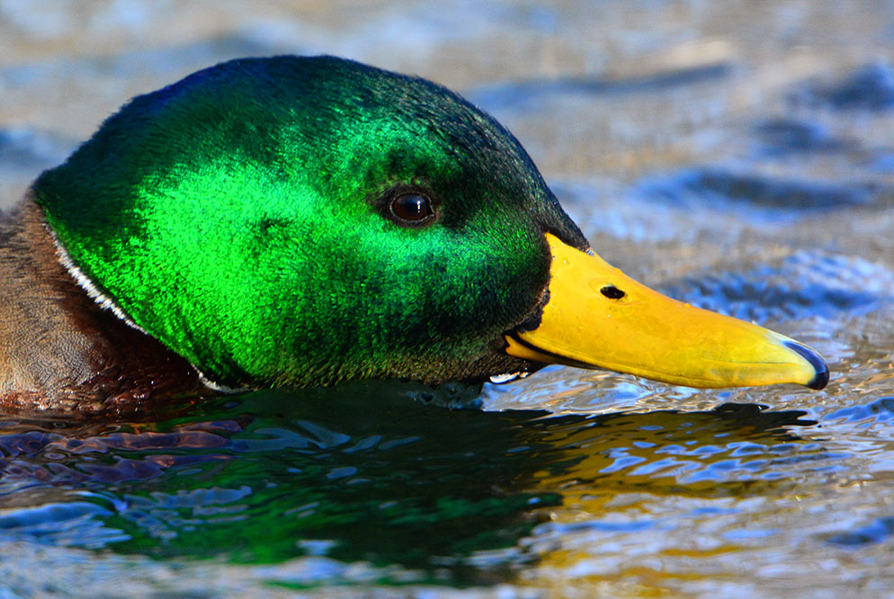 Mike-Corrado-D7100-mallard-duck-closeup.jpg