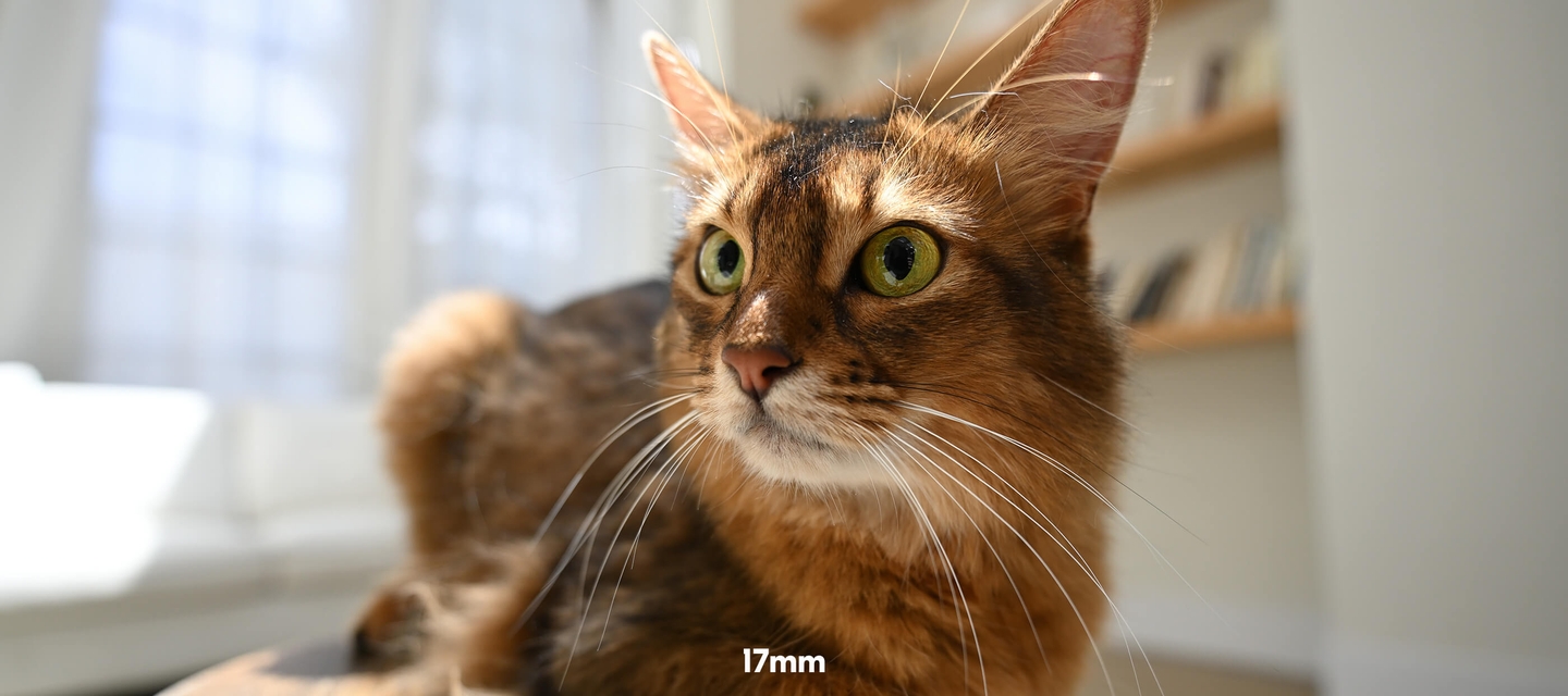 close up photo of a cat, taken with the NIKKOR Z 17-28mm f/2.8 lens at 17mm