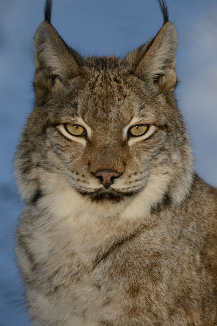 A lynx stares at the camera, centered in the photo