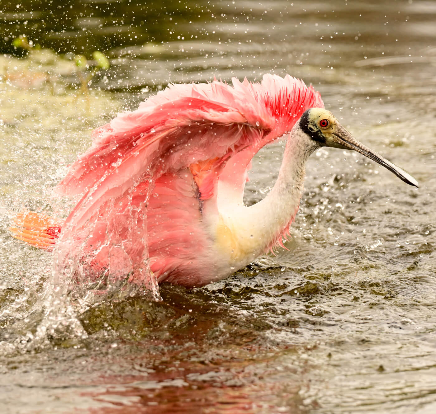 A bright pink roseate spoonbill bathing in a shallow body of water lifts its wings, causing water to splash around it.