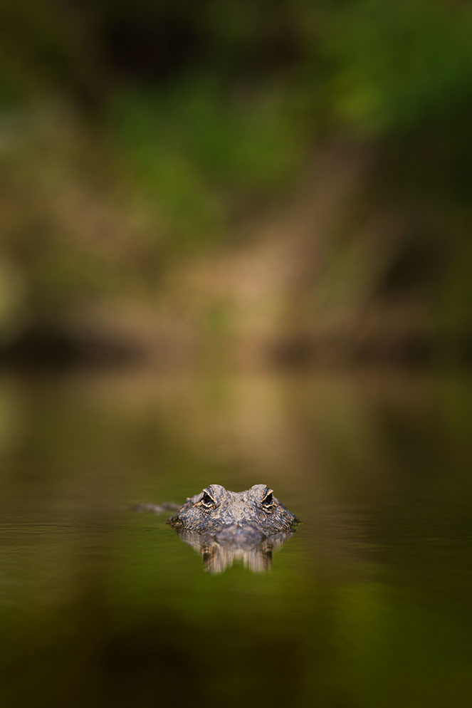 Mike-Mezeul-II-alligator-portrait-Plena-lens.jpg