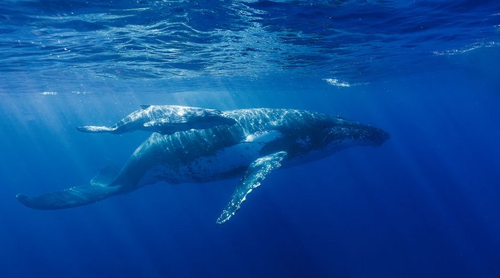 Mike-Mezeul-II-whale-mom-and-baby-swimming-side-by-side.low.jpg