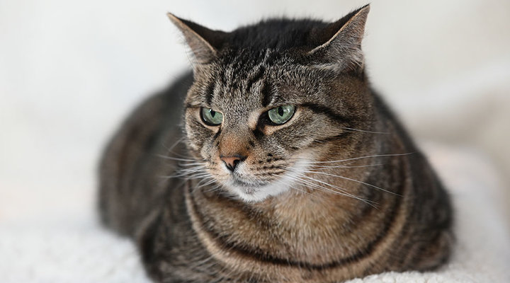 Diane-Berkenfeld-tabby-cat-looking-to-side-portrait.low.jpg