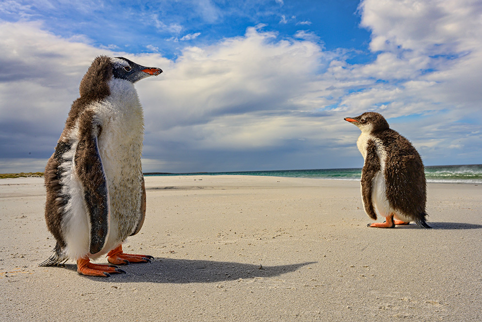 Michelle-Valberg-FALKLAND-ISLANDS_penguins-pair.jpg