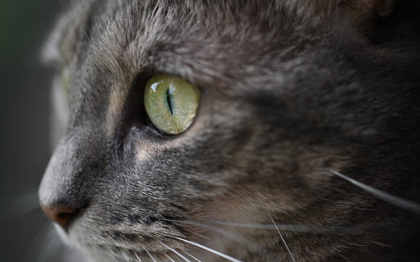 close up profile photo of a tabby cat's face, taken with the NIKKOR Z DX MC 35mm f/1.7 lens