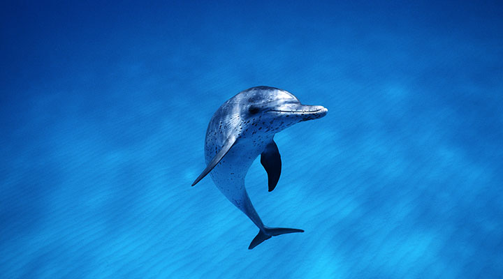 Call-of-the-Dolphins-rep-custom.jpg