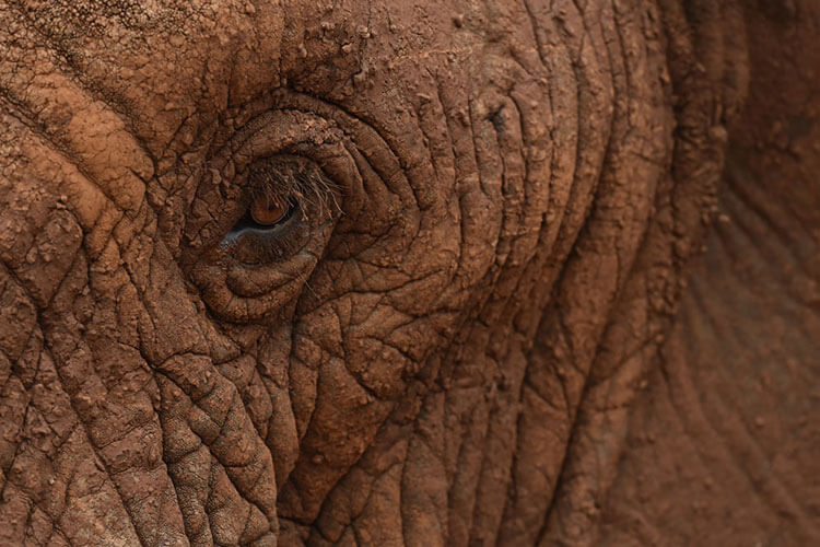 A close up of an elephant's eye and details of its rough skin