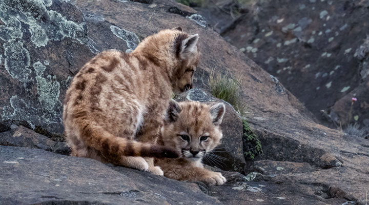 Jenny-Wong-100-400mm-lens-puma-kittens-custom.jpg