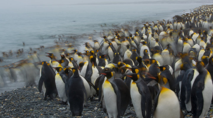 King-penguins-South-Georgia-002.low.jpg