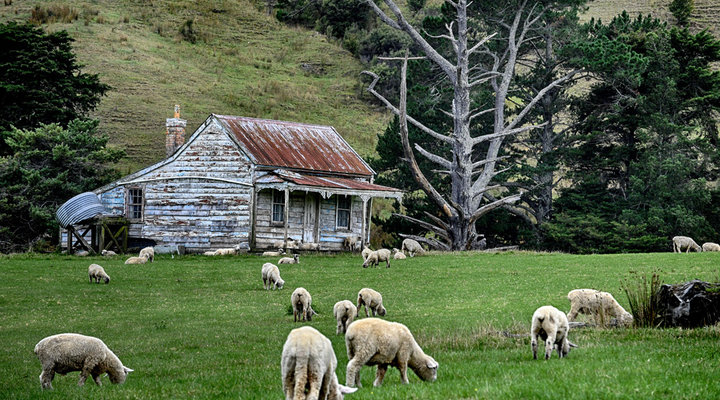 Robert-Knight-NZ-sheep-grazing-11-b.low.jpg